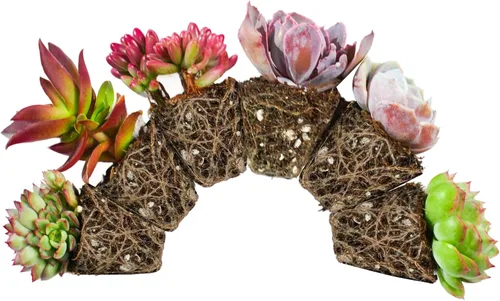 Miniatura 7 de Plantas suculentas (paquete de 6), suculentas vivas totalmente enraizadas en macetas de 5 cm con tierra, plantas únicas en maceta para bricolaje
