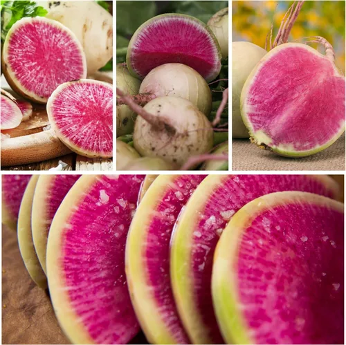 Miniatura 5 de Seed Needs Semillas de rábano para plantar rábanos sandía, reliquia sin OMG y sin tratar, cultiva un huerto cultivado en casa, cultivos para clima