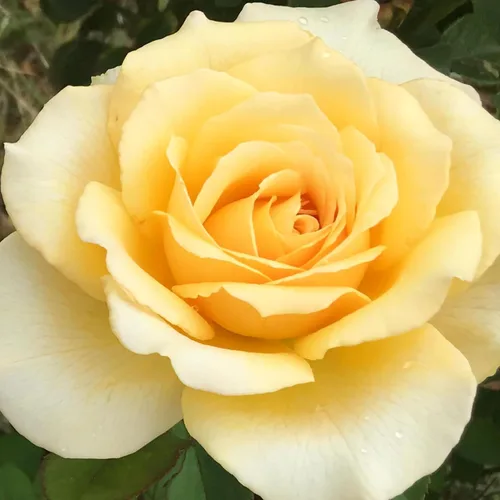 Miniatura 12 de Heirloom Roses Rose Bush - Easter Basket™ Planta amarilla viva para plantar al aire libre