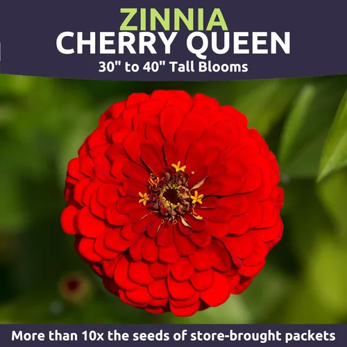 Miniatura 3 de Zinnia Cherry Queen - Paquete grande de 4 onzas - 16,000 semillas de flores para plantar - Zinnia elegans