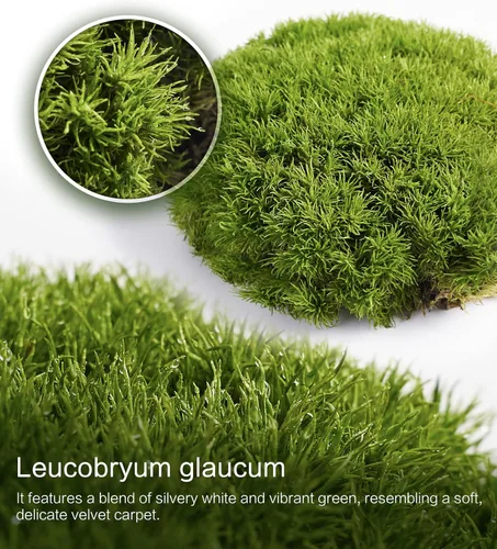 Miniatura 7 de Musgo vivo – Musgo leucobryum (2 hojas, cada una aprox. 3.5 x 7 pulgadas) para terrarios, bonsái, plantas en maceta y arte de musgo natural