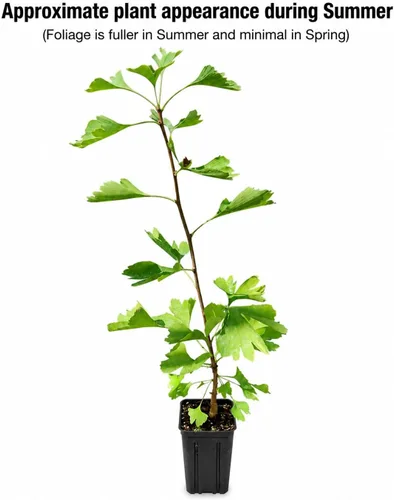 Miniatura 2 de Árbol de ginkgo - Planta viva de 12 a 16 pulgadas de alto - Maceta de cuarto de galón - Árbol de culantrilla/ginko - Ginkgo biloba Maidenhair