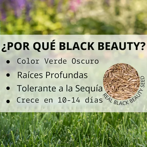 Miniatura 5 de Jonathan Green 40318 Black Beauty Semilla de césped