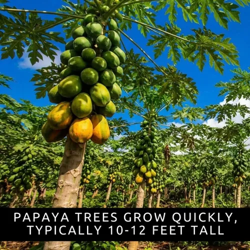 Miniatura 3 de 10 semillas de papaya enana para plantar, cultiva tu propio árbol frutal tropical en casa, patio o jardín - Sin OMG, de rápido crecimiento, frutas