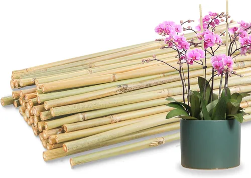 Miniatura 10 de 50 piezas / estacas de bambú de 2 pies para plantas de interior y exterior, palos de soporte para plantas de jardín, postes para tomate, verduras