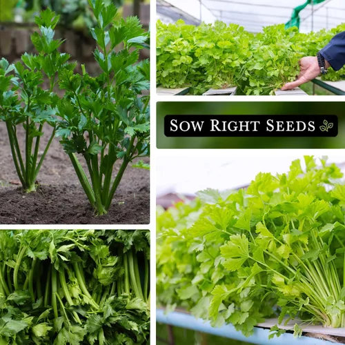 Miniatura 4 de Sow Right Seeds - Semillas de apio chino para plantar - Paquete de semillas autóctonas sin OMG con instrucciones para plantar y cultivar un jardín