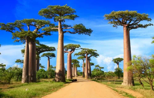 Semillas de árbol bonsái Baobab - 5 semillas para cultivar - Árbol baobab muy apreciado - Se envía desde Iowa. Semillas exóticas de bonsái de