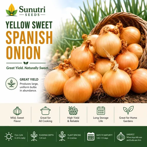 Miniatura 3 de Semillas de cebolla española dulce amarilla para plantar – Variedad de cebolla bulbante de día largo – Cebollas dulces suaves grandes para jardines