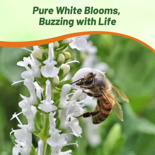 Miniatura 5 de Outsidepride White Victory Semillas de Salvia – 1000 piezas de semillas de salvia perennes, compactas, de floración pesada y tolerantes a la sequía