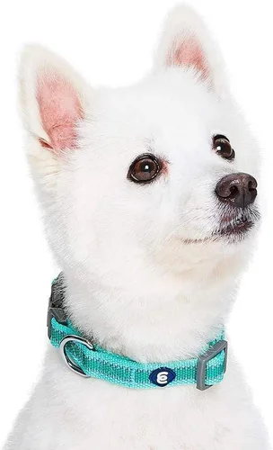 Miniatura 3 de Blueberry Pet Essentials - Collar para perros pequeños a juego, ajustable, clásico, de nailon, color sólido, para perros pequeños, collar