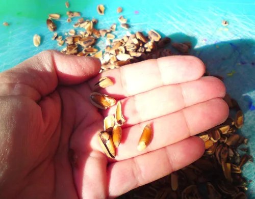 Miniatura 8 de TomorrowSeeds - Semillas de pino de piedra - Más de 30 unidades - para plantar Pinus Pinea Umbrella Pines Mediterráneo Canopy comestible Piñones