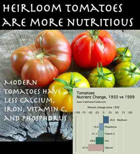 Miniatura 4 de Tomate, Rutgers, reliquia, 25 semillas, deliciosa fruta roja sabrosa
