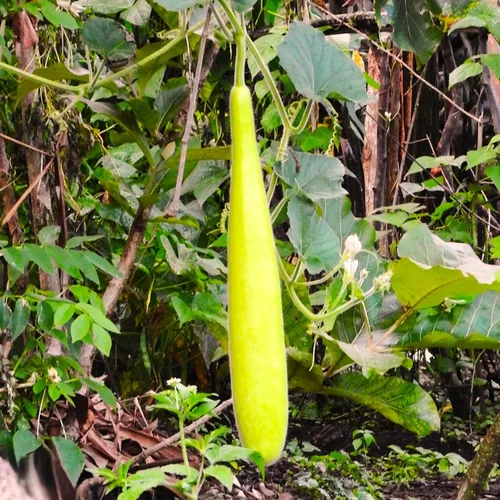 Miniatura 2 de TomorrowSeeds - Semillas de calabaza de botella larga NAM Tao Ngam - Más de 10 unidades - para plantar 2025 India Hybrid Calabash Lauki Dudhi Melon