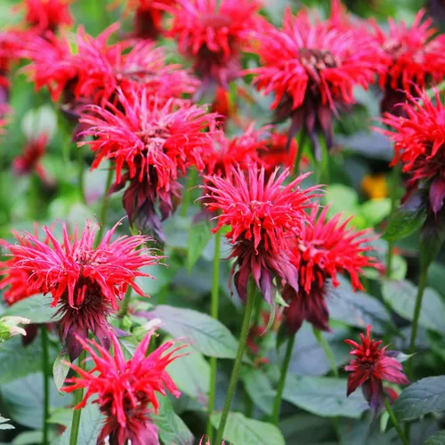 Miniatura 7 de Outsidepride Semillas de Bálsamo de Abeja Escarlata - 250 Piezas Semillas de Monarda Didyma Perennes, Fáciles de Cultivar y Amigables