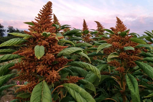 Miniatura 4 de Plant Good Seed Semillas de amaranto naranja gigante chino orgánico para plantar: reliquia guatamalteca de alto rendimiento, hojas verdes - Paquete