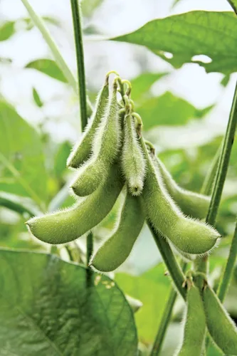 Miniatura 5 de Semillas de soja (Glycine max) – Más de 25 semillas sin OMG y reliquias de Isla's Garden Seeds, frijoles comestibles nutritivos para cultivo
