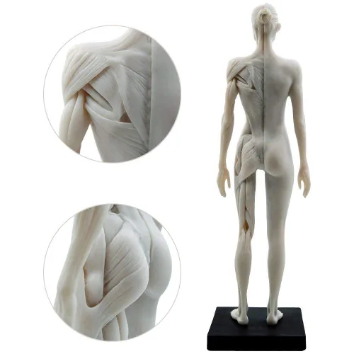 Miniatura 7 de BONEW Modelo del cuerpo de la cabeza del cráneo de la anatomía anatómica humana de la resina de los 30CM del hueso del músculo del modelo masculino