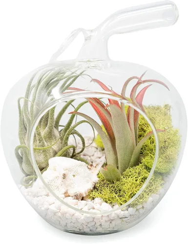 Air Plant Shop Terrario de manzana con kit de guijarros y plantas de aire Tillandsia - Venta al por mayor y a granel - Suculentas - Tillandsia vivo