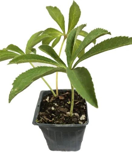 Miniatura 6 de 8 recipientes de rosa cuaresmal mixta en macetas de 2.5 pulgadas, ideal para plantar en otoño