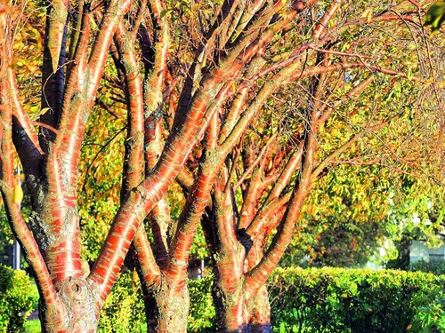 Miniatura 2 de Amur Chokecherry Semillas de árbol para plantar - 30 semillas - Prunus maackii, apreciado por ella Corteza de aspecto exótico