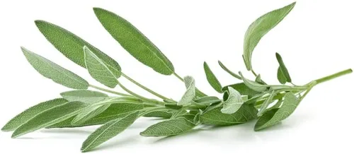 Miniatura 6 de Hoja ancha de salvia (50 semillas)