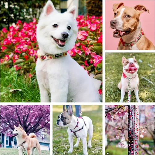 Miniatura 8 de Collar para Perro Blueberry Pet - Collar Floral Rosa Rosa Bebé para Cachorros, Collares Ajustables para Perros Pequeños, Collar para Perro Pequeño