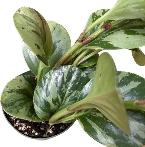 Miniatura 3 de Planta de caucho vivo – Mármol Peperomia – Mármol Peperomia Obtusifolia abigarrado – Disponible en macetas de 3, 4 y 6 pulgadas – Vendedor de CA