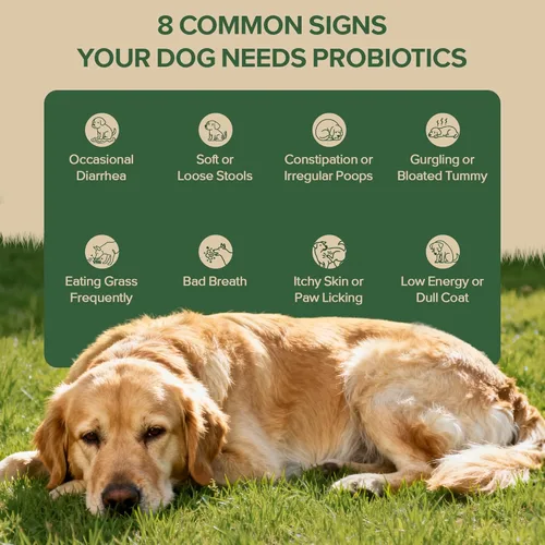 Miniatura 6 de Probióticos para Perros - Probióticos para perro para levadura, piel con picazón y oídos con picazón, salud digestiva, alivio de diarrea, apoyo