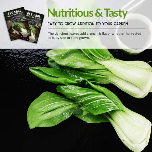 Miniatura 6 de Survival Garden Seeds - Semillas Pak Choi o Bok Choy de tallo blanco de cantón para plantar - 2 paquetes con instrucciones para cultivar Brassica