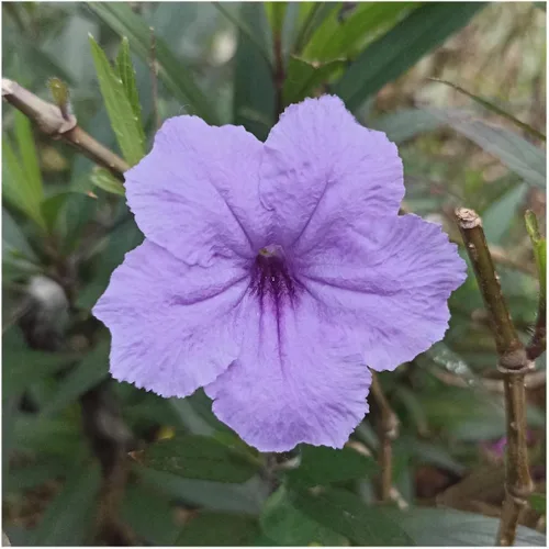 Miniatura 2 de Everwilde Farms - Semillas de flores silvestres nativas de petunia silvestre de 1 onza - Gold Vault