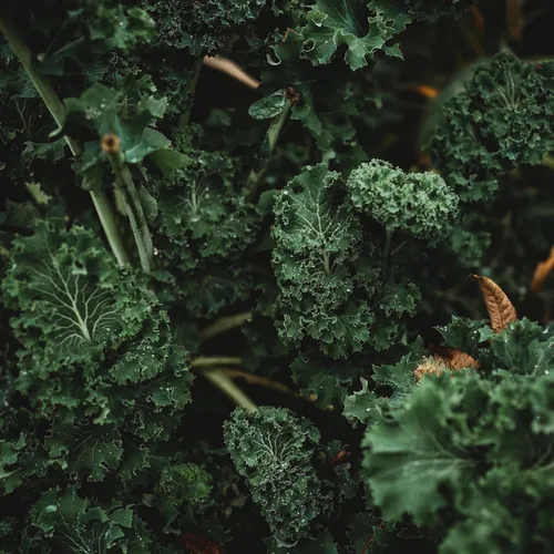 Dwarf Siberian Kale - 100 semillas - Variedad tradicional y polinizada abierta, semillas de verduras y hojas verdes sin OMG para plantar en