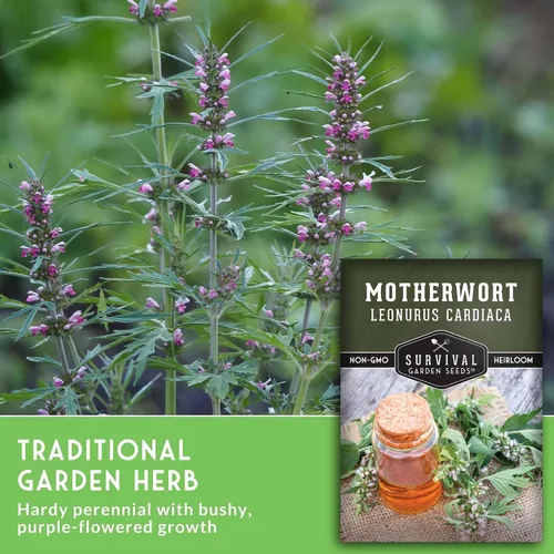 Miniatura 4 de Semillas Motherwort para plantar, Leonurus Cardiaca, hierba medicinal para jardines de boticario y apoyo de polinizadores, semillas de jardín