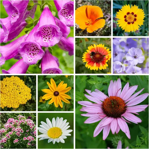Miniatura 11 de Todas las semillas de flores silvestres anuales mezcladas para plantar - 1 lb ~16,000+ semillas - 21 variedades incluyendo amapola de California