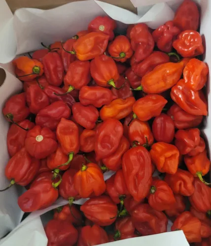 Miniatura 2 de Zozoma Farms - Chili Peppers Habanero Rojo Fresco 3 lb picantes y picantes con vitamina C y potasio envasados en papel de carnicero