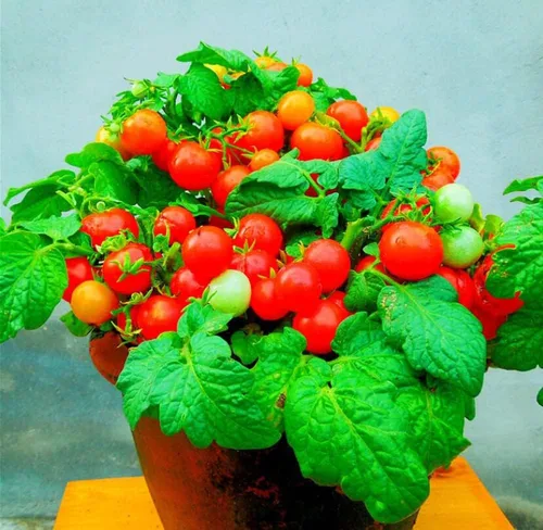 Miniatura 4 de MOCCUROD - 100 semillas de tomate cereza para interiores, semillas de herencia vegetal rara de tomate enano rojo y amarillo