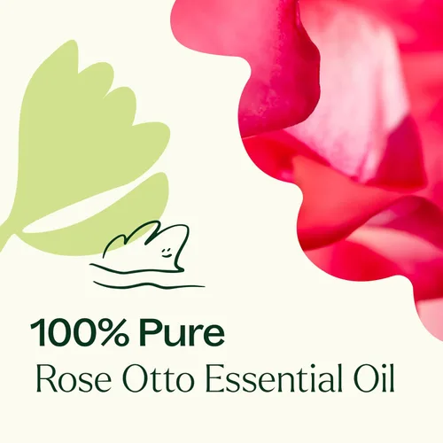 Miniatura 6 de Plant Therapy Aceite esencial Rose Otto 5 mL (1/6 oz) 100% puro, sin diluir, aromaterapia, cuidado de la piel, relajante y romántico aroma