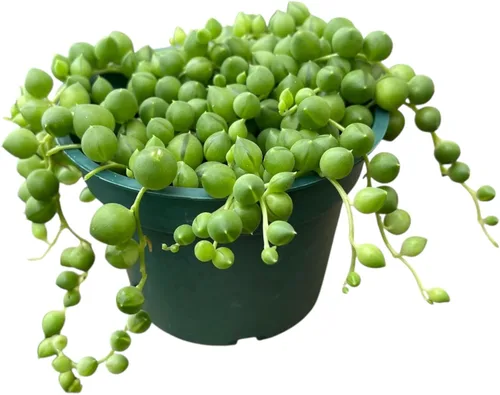 Cadena de perlas Senecio rowleyanus en una maceta (4 pulgadas) planta viva saludable fácil de mantener enraizada suculenta en una maceta con tierra