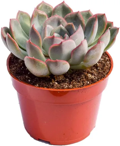 Miniatura 8 de Planta suculenta Echeveria viva – Suculenta Echeveria de 4 pulgadas totalmente arraigada (– Echeveria Borgoña Pearl)