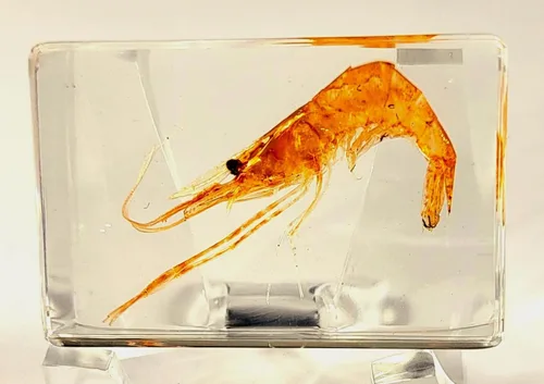 Miniatura 9 de Murciélago de bambú real menor de 5.5 pulgadas en resina de Lucite cristalina, espécimen de pisapapeles, colección de manualidades de taxidermia