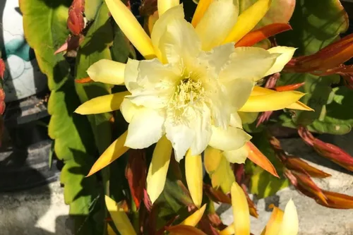 Miniatura 2 de Corte de cactus de orquídea Epiphyllum amarilla, 8 pulgadas a 10 pulgadas de largo, planta suculenta viva, sin raíz