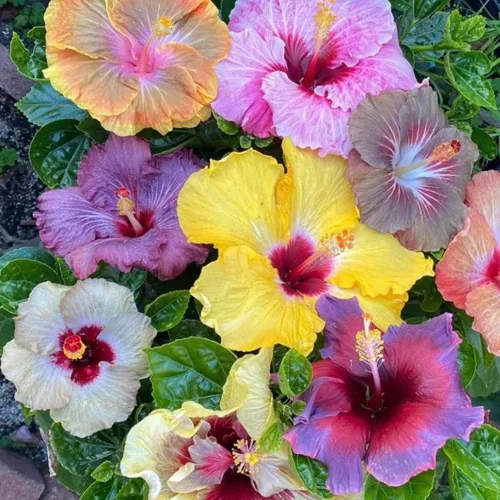 Semillas de flores de hibisco para plantar, flores gigantes, plantas tropicales en maceta, semillas de reliquia sin OMG, plantas exóticas perennes