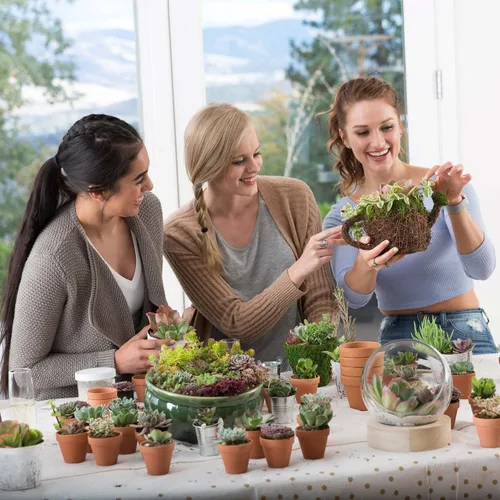 Miniatura 7 de Mountain Crest Gardens Paquete a granel de suculentas surtidas, 25 plantas vivas en macetas de 2 pulgadas, suculentas reales para interiores