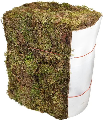 Miniatura 13 de SuperMoss Musgo forestal preservado perfecto para plantas de interior, manualidades y decoración, verde fresco, 4 onzas