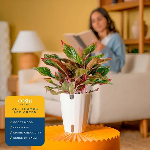 Miniatura 5 de Costa Farms Perenne China Roja Planta Viva de Interior, Planta de Casa de Fácil Cuidado en Maceta Decorativa Moderna, Excelente Regalo
