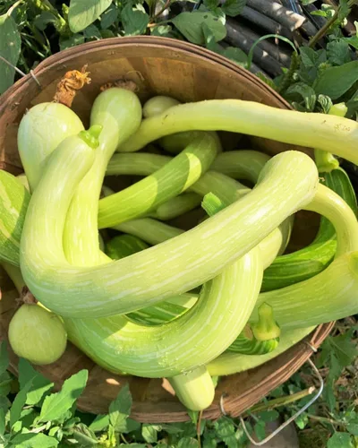 Miniatura 6 de TomorrowSeeds - Semillas de calabaza Tromboncino - Más de 30 unidades - para plantar 2026 Zuchetta Rampicante Trombetta Tromboncino Calabacín
