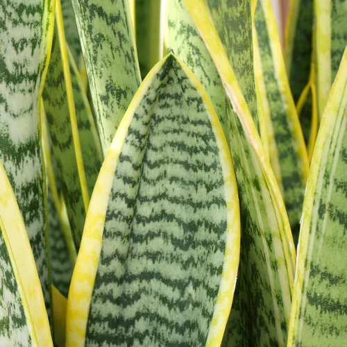 Miniatura 4 de Altman Plants - Planta de serpiente viva (Superba), aproximadamente 13" de alto, prácticamente indestructible, fácil planta suculenta para el hogar