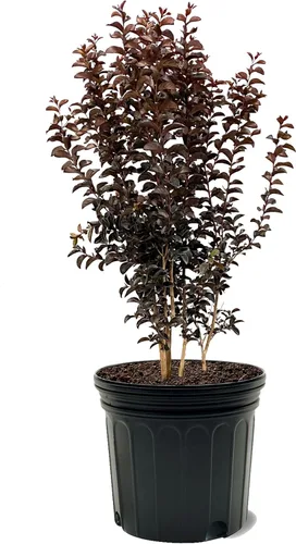 Miniatura 7 de American Plant Exchange Black Diamond Shell Pink Crape Myrtle Tree Live, maceta de 1 galón, 1-1.5 pies de alto, flores rosas vibrantes, tolerantes a
