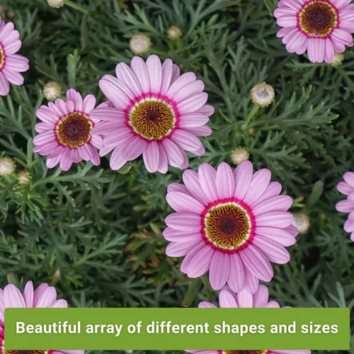 Miniatura 3 de Sow Right Seeds - Colección de semillas de flores rosas para plantar - Paquetes de reliquia sin OMG con instrucciones - Maravillosas flores rosadas