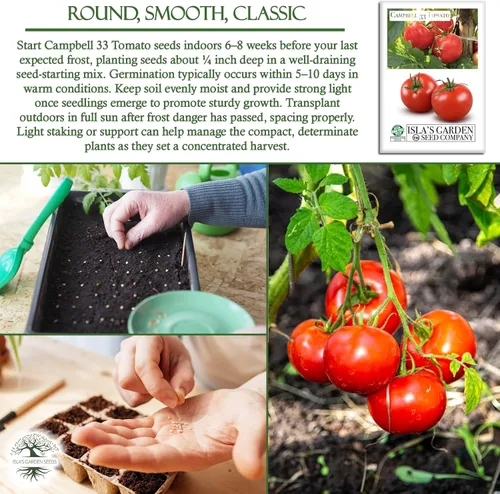 Miniatura 5 de Campbell - Semillas de tomate de 33 pulgadas, más de 100 semillas de reliquia sin OMG para plantar, ideales para tomates jugosos y sabrosos