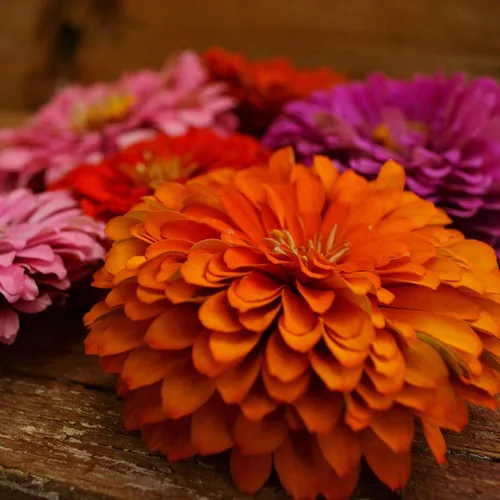 Miniatura 2 de Dahlia - Mezcla de zinnia florecida, 100 semillas, variedad de reliquia y polinización abierta, atrae mariposas y colibríes, semillas de flores sin